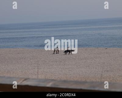 Un chien se trouve sur la plage pendant que le propriétaire ramasse les déjections. Evnironmentalement prévenant. Banque D'Images