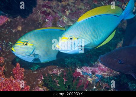 Surgéonfish allongé [Acanthurus mata]. Papouasie occidentale, Indonésie. Indo-Pacifique Ouest. Banque D'Images