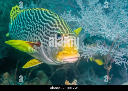 Lèvres suétyléennes doublées [Plectorhinchus lineatus] avec corail noir en arrière-plan. Papouasie occidentale, Indonésie. Banque D'Images