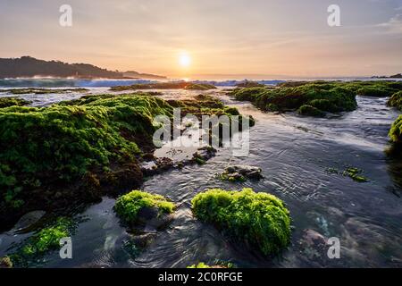 Vue à grand angle d'une matinée ensoleillée sur une plage rocheuse couverte de mousse verte, Banten Sud, Indonésie Banque D'Images