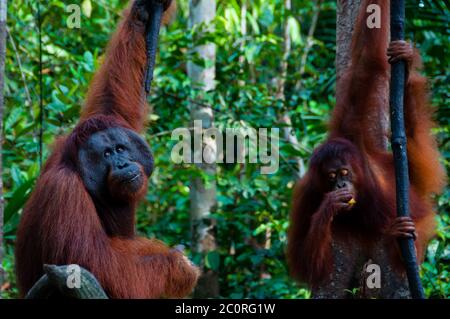 Deux orang-outang suspendu à un arbre dans la jungle, en Indonésie Banque D'Images