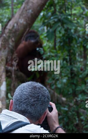 L'homme prend une photo de l'orang-outan mâle alpha in jungle Banque D'Images