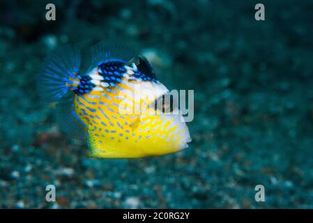 Trigerfish juvénile bleu ou ondulé [Pseudobalistes fuscus]. Détroit de Lembeh, Soulawesi du Nord, Indonésie. Banque D'Images