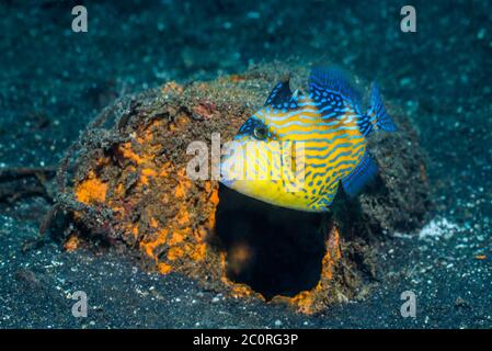 Trigerfish juvénile bleu ou ondulé [Pseudobalistes fuscus]. Détroit de Lembeh, Soulawesi du Nord, Indonésie. Banque D'Images