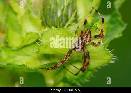 Araignée brune assise sur un chardon vert Banque D'Images