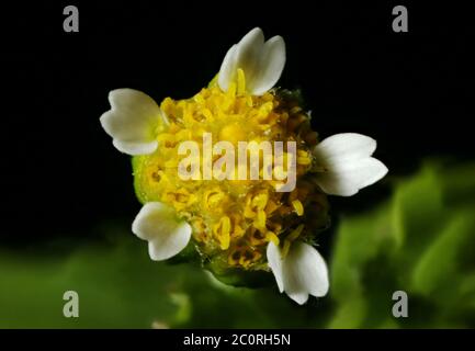 Soldat de Gallant (parviflora de Galinsoga). Gros plan sur le capitule fleuri Soldat de Gallant (parviflora de Galinsoga). Gros plan sur le capitule fleuri