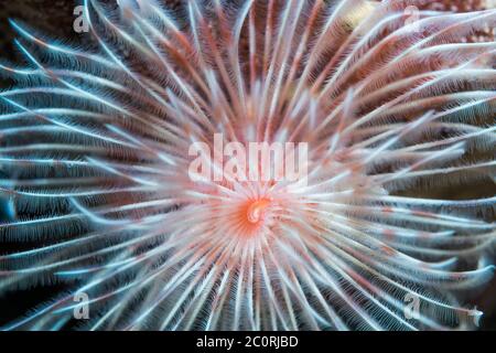 Feather Duster worm [Protula magnifica]. Nord de Sulawesi, en Indonésie. Banque D'Images