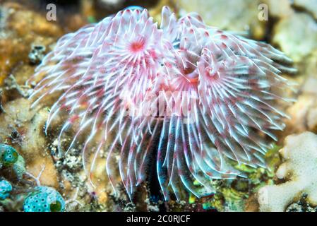 Feather Duster worm [Protula magnifica]. Nord de Sulawesi, en Indonésie. Banque D'Images