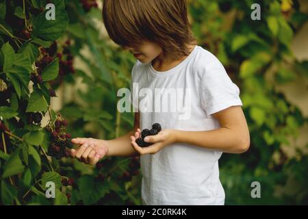 Enfant heureux, manger des mûres dans le jardin, fraîchement cueillies Banque D'Images