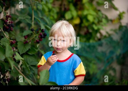 Enfant heureux, tenant des mûres, dans le jardin, fraîchement cueillies Banque D'Images