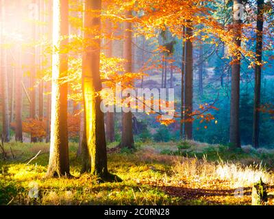 Automne en forêt de hêtres. Magnifique paysage chaud avec les rayons du soleil du premier matin dans la forêt automnale brumeuse. Banque D'Images