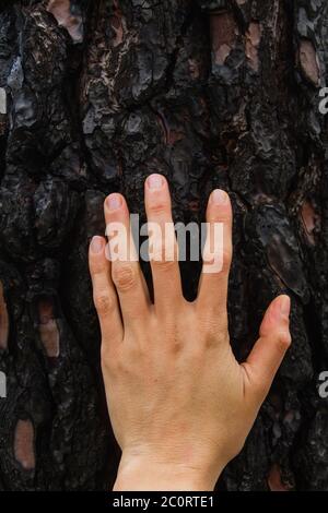 Main humaine touchant l'écorce d'un tronc d'arbre brûlé après un feu de forêt Banque D'Images
