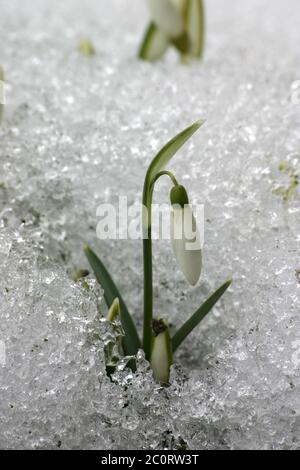 Perce-neige Banque D'Images