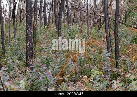 Eucalyptus pyrophyte poussant dans une terre brûlée en Galice, Espagne Banque D'Images