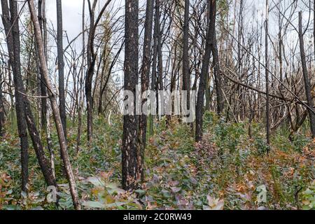 Eucalyptus pyrophyte poussant dans une terre brûlée en Galice, Espagne Banque D'Images