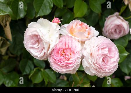 Gros plan d'une rose David Austin appelée Rosa James Galway. Une rose d'escalade anglaise. Floraison dans un jardin en Angleterre, Royaume-Uni Banque D'Images