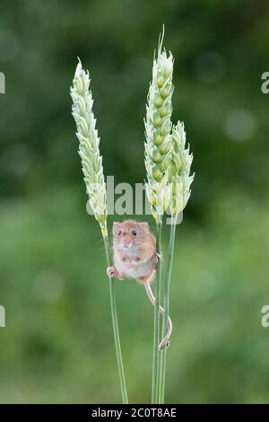 Une souris de récolte mignonne assise sur une tige de blé Banque D'Images