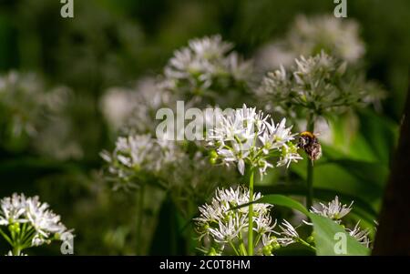 Bourdon (probablement bourdon à queue blanche (Bombus lucorum)) recouvert de pollen volant à travers des fleurs d'ail sur un sol boisé sur une belle source d Banque D'Images