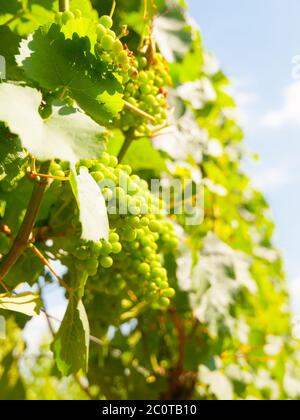 Bouquet de raisins frais de vin blanc en plein soleil. Faible profondeur de champ. Banque D'Images