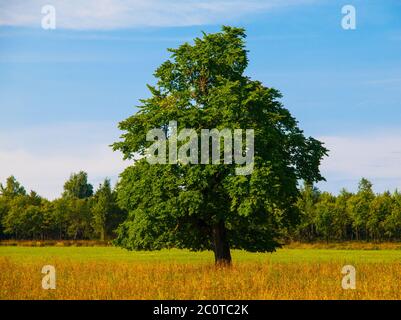 Grand arbre à feuilles caduques vertes au milieu de la prairie, le jour ensoleillé Banque D'Images