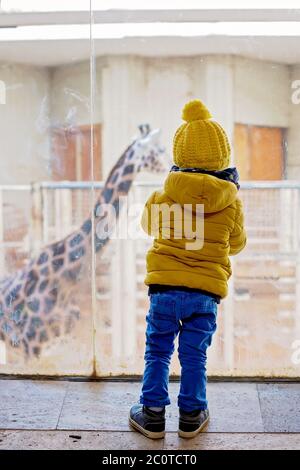 Petit garçon, regardant la girafe dans le zoo Banque D'Images