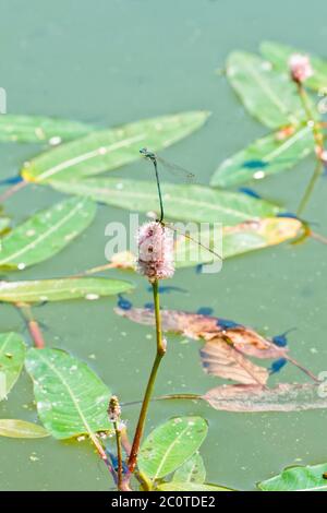 Libellule bleue assise sur la plante Banque D'Images