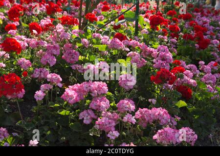 Fleurs lumineuses dans le jardin de Monet Banque D'Images