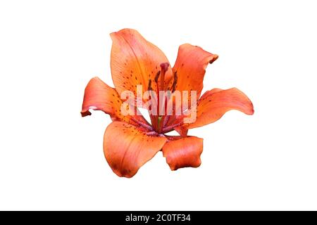 Tigre d'Orenge isolé sur fond blanc Banque D'Images