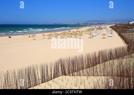 Plage de Caparica et dunes de sable zone de conservation avec l'herbe de Marram européenne nouvellement planté. (Ammophila arenaria) Côte de Caparica près de Lisbonne, Portugal. Banque D'Images