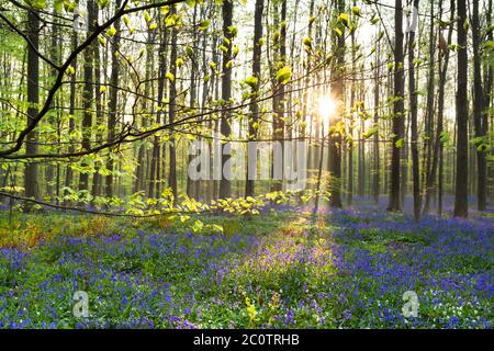 soleil matinal dans la forêt avec des fleurs de bluebell Banque D'Images