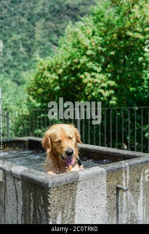 Un chien charmant se rafraîchissant dans une fontaine publique lors d'une chaude journée d'été Banque D'Images