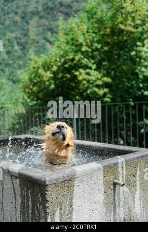 Un chien charmant se rafraîchissant dans une fontaine publique lors d'une chaude journée d'été Banque D'Images