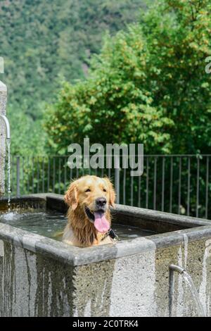 Un chien charmant se rafraîchissant dans une fontaine publique lors d'une chaude journée d'été Banque D'Images