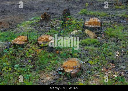 Une rangée de souches d'arbres fraîchement sciés dans une forêt. Banque D'Images