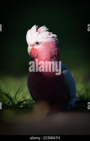 Un galah mâle saisit un faisceau de lumière qui brille à travers les feuilles tout en se promenant pour un repas aux jardins botaniques d'Adélaïde en Australie méridionale. Banque D'Images