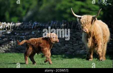 La vache des Highlands Nigella au parc de la ferme de Cotswold avec son taureau mollet Banque D'Images