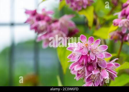 deutzia scabra dans un lit sous le soleil d'été Banque D'Images