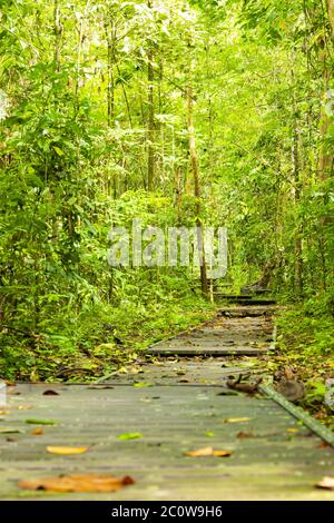 (Attention sélective) vue imprenable sur un passage le long de la forêt tropicale du parc national Taman Negara. Banque D'Images