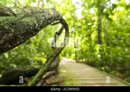 (Mise au point sélective) vue imprenable sur les racines de l'arbre Kapok au premier plan et une passerelle défocused le long de la forêt tropicale de Taman Negara. Banque D'Images