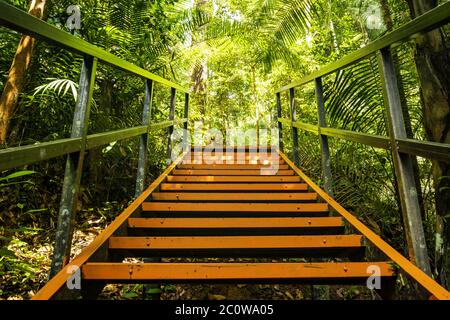 (Attention sélective) vue imprenable sur un passage le long de la forêt tropicale du parc national Taman Negara. Banque D'Images