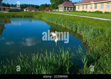 cygnes blancs sur l'étang avec un reflet des nuages. Banque D'Images