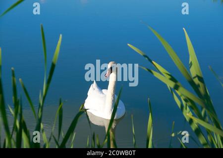 cygnes blancs sur l'étang avec un reflet des nuages. Banque D'Images