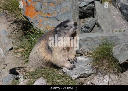 Alpes alpes marmotte marmotte rongeur rongeur soin bol timide ball sommeil d'hiver Banque D'Images