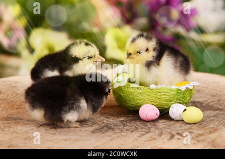 Peu de poulet dans le nid. Easter Banque D'Images