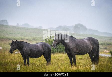 Swansea, pays de Galles, Royaume-Uni. 12 juin 2020. Météo au Royaume-Uni : deux chevaux se tiennent sans mouvement sur Gower commun dans le sud du pays de Galles pendant une douche à forte pluie que le temps devient humide et gris à travers le Royaume-Uni et dans le week-end. Crédit : Robert Melen/Alay Live News Banque D'Images