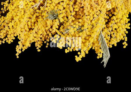 Mimosa jaune sur fond noir Banque D'Images