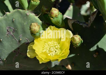 Fleur de cactus avec bourgeons à Athènes, Grèce Banque D'Images