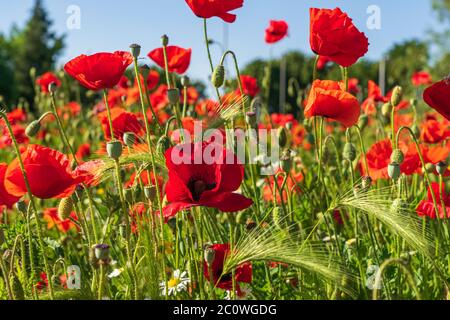 Coquelicots, seigle et fleurs sauvages dans un champ par jour ensoleillé avec ciel bleu Banque D'Images