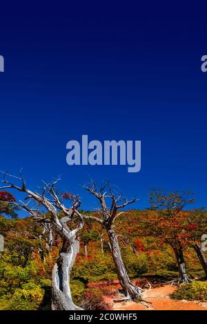 Vue magnifique sur le parc national Torres del Paine en automne doré, Patagonie, Chili, jour ensoleillé, ciel bleu Banque D'Images