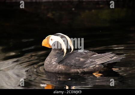 Vue rapprochée d'un oiseau de mer touffé dans un plumage complet nageant dans l'eau Banque D'Images